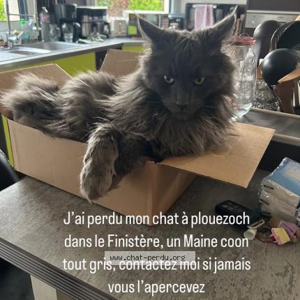 Foto 1/1 Tao Chat perdido en Plouezoc h