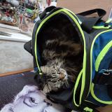 Foto del gato perdido en Saint Laurent En Gatines