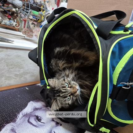 Foto 1/1 Lana Chat perdido en Saint laurent en gatines