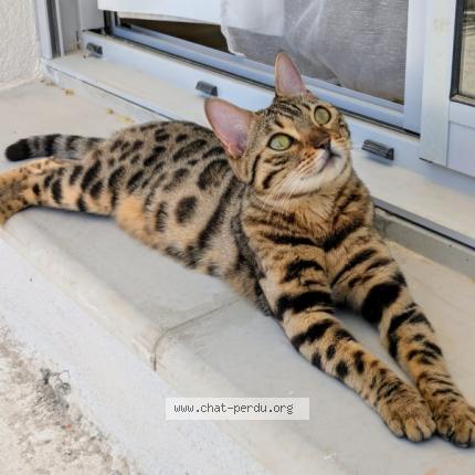 Foto 1/1 BASTET Chat perdido en La motte d aigues