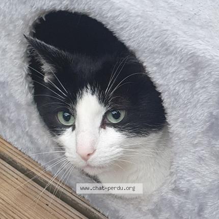 Foto 1/1 Bouba Chat perdido en Le relecq kerhuon