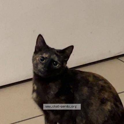 Foto 1/1 Micha Chat perdido en Vitre