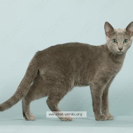 Foto 1/1 Caramelle Chat perdido en Menton