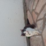 Foto del gato perdido en Le Mesnil En Thelle