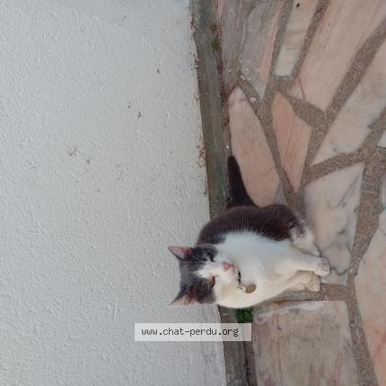 Foto 1/1 CALY Chat perdido en Le mesnil en thelle