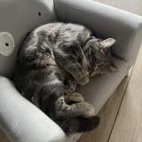 Foto del gato perdido en Courtacon