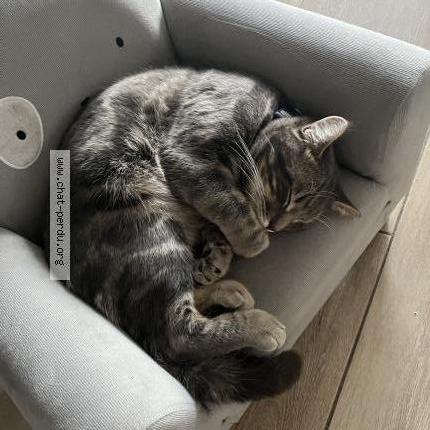 Foto 1/2 Petit gris Chat perdido en Courtacon