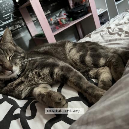 Foto 2/2 Petit gris Chat perdido en Courtacon