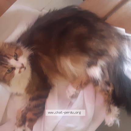 Foto 1/1 Gato encontrado Encontrado en Semussac