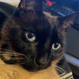 Foto del gato perdido en Brindas