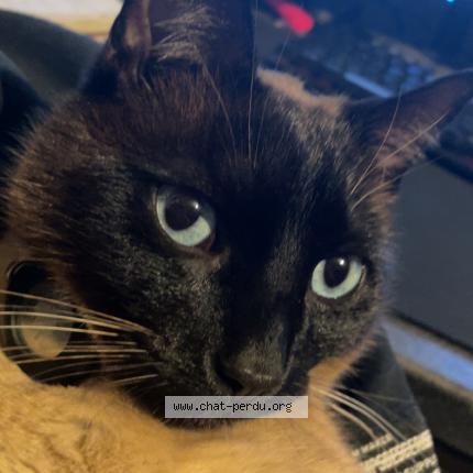 Foto 1/1 Mowgli Chat perdido en Brindas