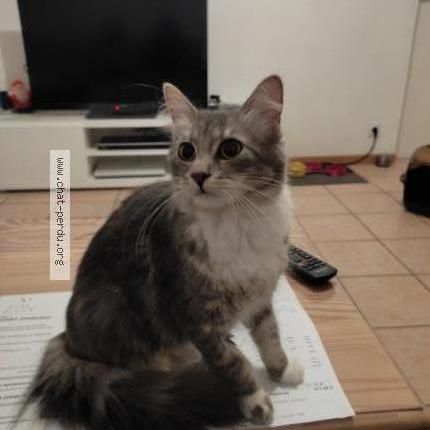 Foto 1/1 Chichi Chat perdido en Sable sur sarthe