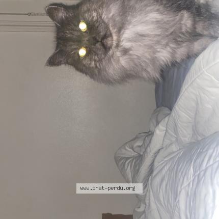 Foto 1/1 Choupette Chat perdido en Paris