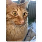 Foto del gato perdido en Agen