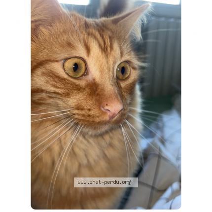 Foto 1/1 Rouky Chat perdido en Agen