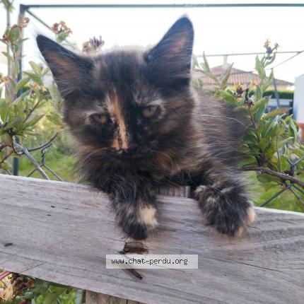 Foto 1/1 Brookie Chat perdido en St jory