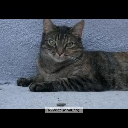 Foto 2/2 HÉRA Chat perdido en Volvic