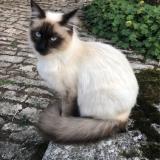 Foto del gato perdido en Val De Meuse Montigny Le Roi