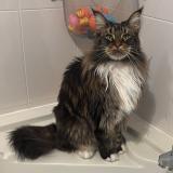 Foto del gato perdido en Andrezieux Boutheon