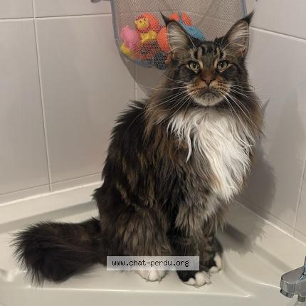 Foto 1/1 Skar Chat perdido en Andrezieux boutheon