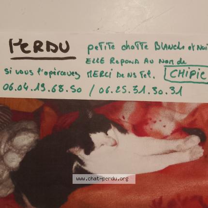 Foto 1/1 Christelle Godart Chat perdido en Boqueho