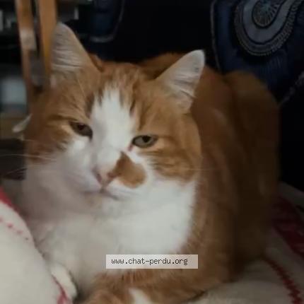 Foto 1/1 Rouquin Chat perdido en Saint just la pendue