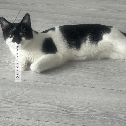 Foto 2/2 Minouche Chat perdido en Levallois