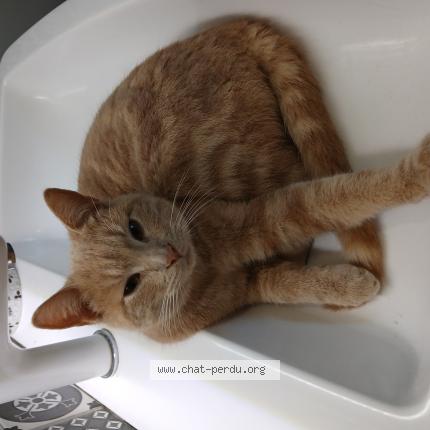 Foto 1/1 Moka Chat perdido en Dammartin les templiers