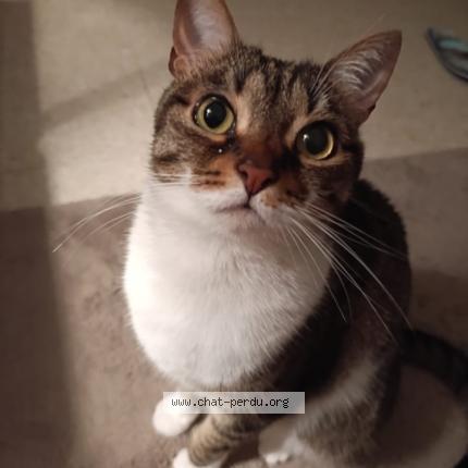 Foto 1/1 Micha Chat perdido en Montpellier