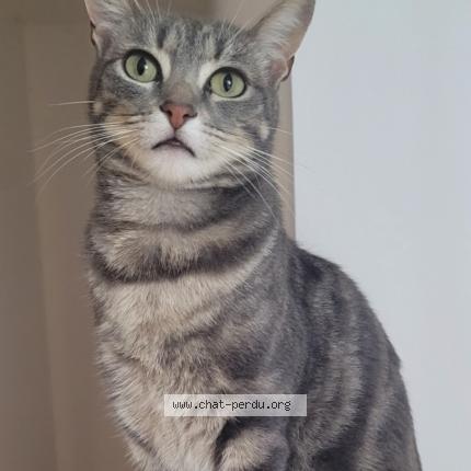 Foto 1/1 Booh Chat perdido en Pouzioux la jarrie