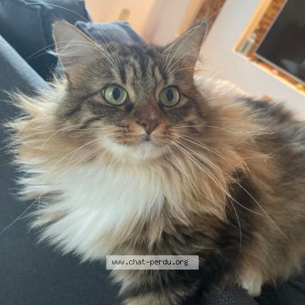 Foto 1/1 Tagliatelle Chat perdido en Crasville