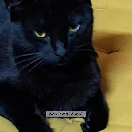 Foto 1/1 Gato encontrado Encontrado en Saint bonnet la riviere