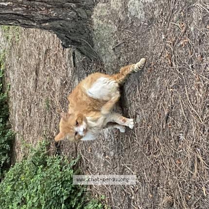 Foto 1/1 Gato encontrado Encontrado en Lille