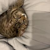 Foto del gato perdido en Viry