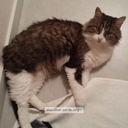 Foto 1/1 Vany Chat perdido en Dijon