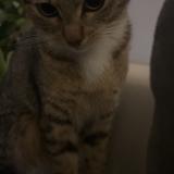 Foto del gato perdido en Wittelsheim