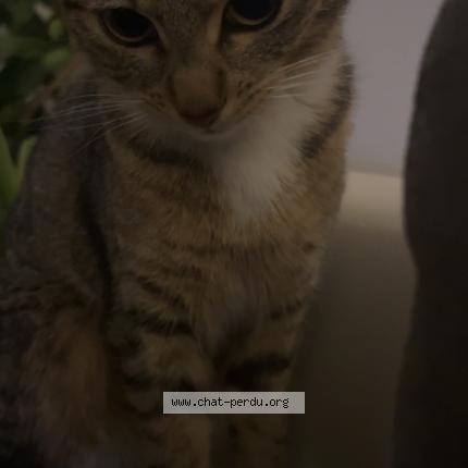 Foto 1/1 Kitty Chat perdido en Wittelsheim