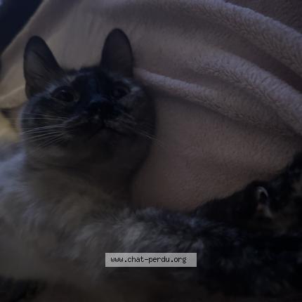 Foto 1/1 Gato encontrado Encontrado en Rennes