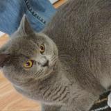 Foto del gato perdido en Maule