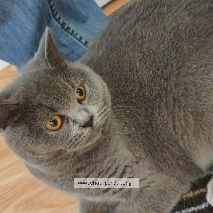 Foto 1/1 Liza Chat perdido en Maule