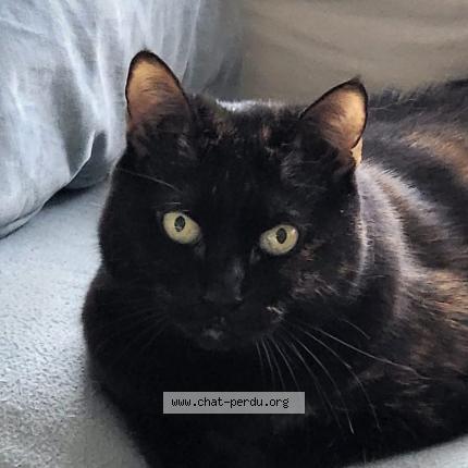 Foto 1/1 Hazel Chat perdido en Lucenay