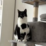 Foto del gato perdido en Gignac