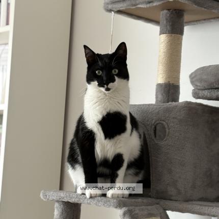 Foto 1/1 Mumu Chat perdido en Gignac