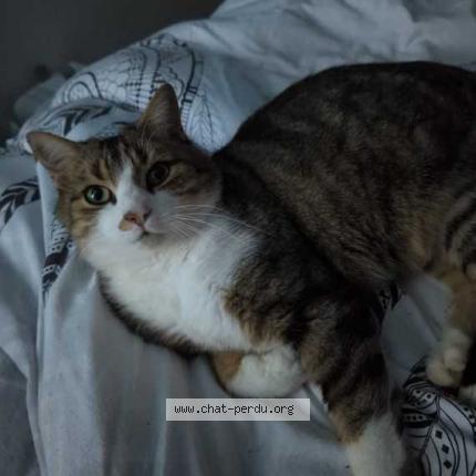 Foto 1/1 Bambou Chat perdido en Tadler