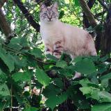 Foto del gato perdido en St Amand Les Eaux