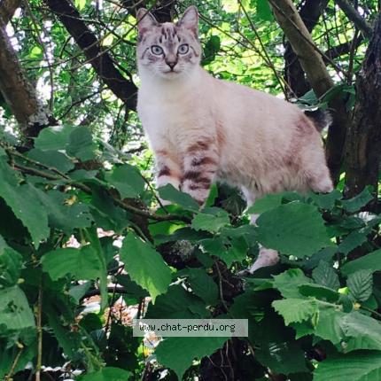 Foto 1/1 Pepere Chat perdido en St amand les eaux