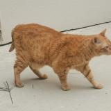 Foto del gato perdido en Saint Jean De Linieres