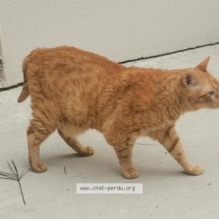 Foto 1/2 BOUDKE Chat perdido en Saint jean de linieres