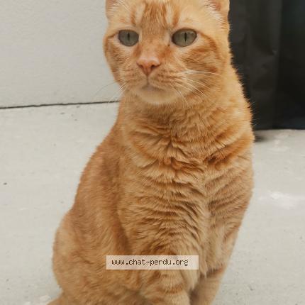 Foto 2/2 BOUDKE Chat perdido en Saint jean de linieres