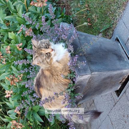 Foto 1/1 Cookie Chat perdido en Sint stevens woluwe